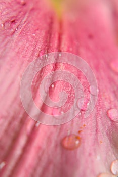 Macro texture of pink colored lily surface with water droplets