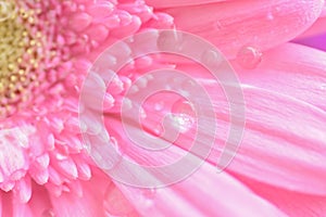 Macro texture of pink Daisy flower with water droplets