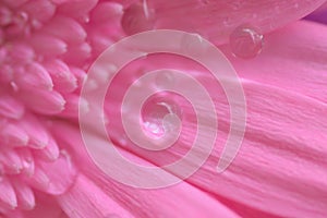 Macro texture of pink Daisy flower with water droplets