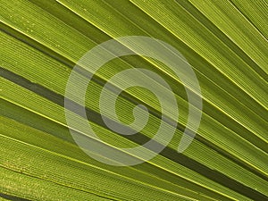 Macro texture - plants - palm fronds photo