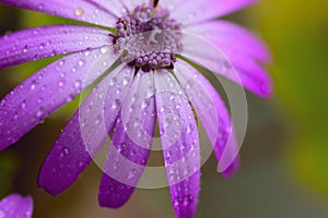 Macro texture of purple Aster flower with water droplets