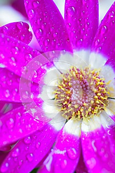 Macro texture of purple Cineraria flower petals with water dews