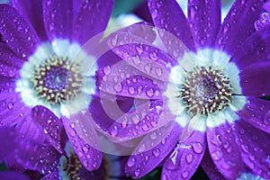 Macro texture of purple Cineraria flower petals with water droplets