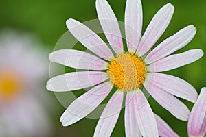 Macro texture of purple colored Daisy flower with blurred background