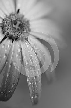 Macro texture of rain drops on aster flower