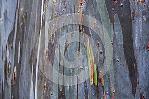 Close Up of Rainbow Eucalyptus Bark Surface (Eucalyptus deglupta)