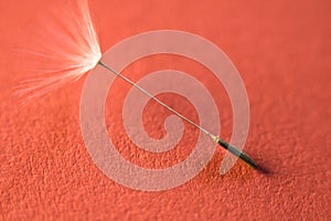 Macro texture soft pistil arrow of dandelion on red background