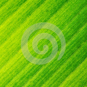 Macro texture structure green leaf