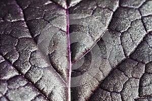 Macro texture surface of mustard salad plant leaf