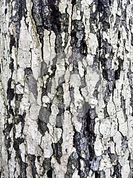 Macro Texture of Tree Bark