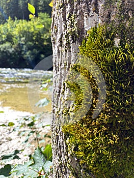 Macro Texture of Tree Bark with Green Moss