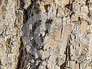 Macro Texture of Tree Bark in the Sun