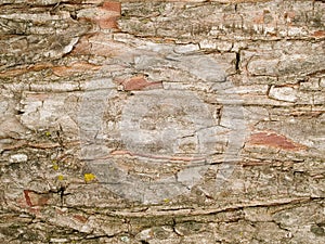 Macro texture - trees - bark