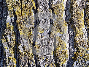 Macro texture of a very old pine tree trunk
