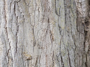 Macro texture of a very old pine tree trunk