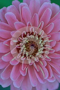 Macro texture of vibrant colorful Dahlia flower