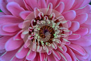 Macro texture of vibrant colorful Dahlia flower