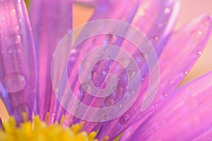 Macro texture of vibrant purple colored Daisy flower with water droplets