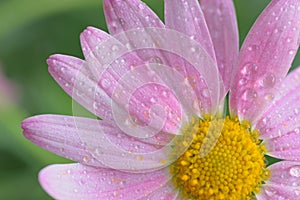 Macro texture of vibrant purple colored Daisy flower with water droplets