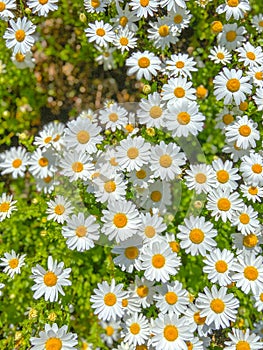 Macro texture of white Daisy flower in garden