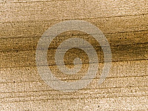 Macro texture - wood - grain