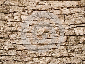 Macro texture - wood - tree bark