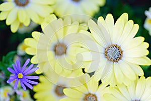 Macro texture of yellow colored Daisy flowers
