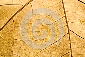 Macro on textured autumn brown leaf