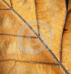 Macro on textured autumn brown leaf