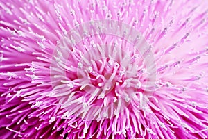 Macro of thistle