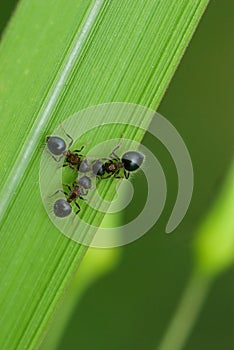 Macro of three black ants