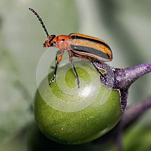 Three Lined Potato Beetle (Lema daturaphila) on Deadly Nightshade plant photo