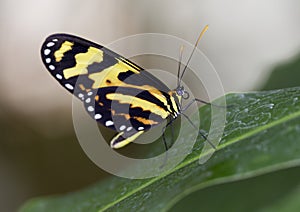 Macro Tiger Longwing Butterfly