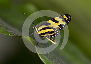 Macro Tiger Longwing Butterfly