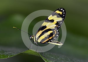 Macro Tiger Longwing Butterfly