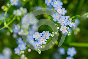 Macro of tiny blue flowers forget-me-not and colorful grass background in nature. Close up.