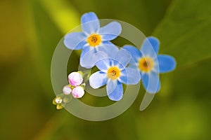 Macro of tiny blue flowers forget-me-not and colorful grass background in nature. Close up