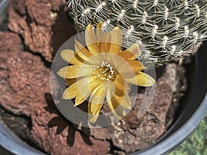 Macro of a Tiny Bright Orange Sulcorebutia Arenacea Cactus Flower