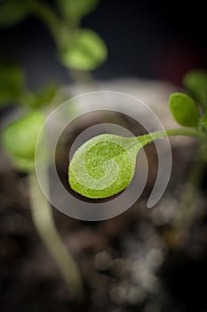 Macro of tiny growing plant shallow focus