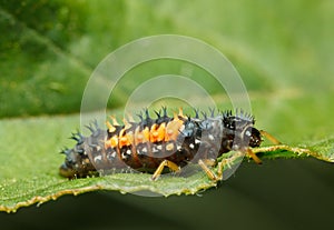 Macro of tiny ladybird larva