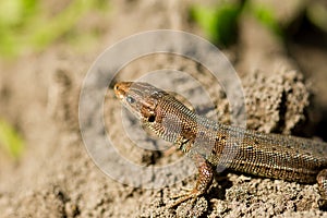 Macro of tiny lizard in the forest temperate zone
