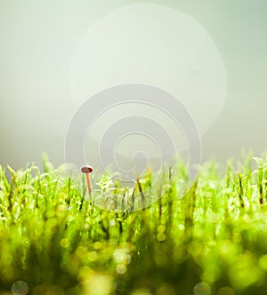 Macro of tiny mushroom