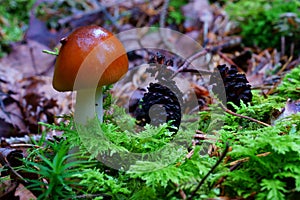 Macro of tiny mushroom on mixed forest floor, fall season nature details