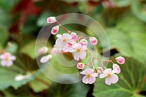 Macro tiny pink flower in garden photograph background