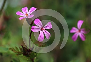 Macro tiny pink wild flowers of Herb-Robert,