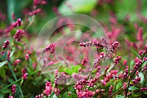 Macro of Tiny Pinkweed Flower