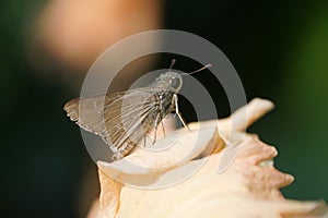 Tiny Sachem Skipper butterfly.
