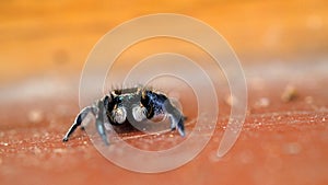 Macro of a Tiny Spider