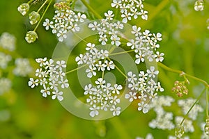 Macro of the tiny white flowers of cow parsley