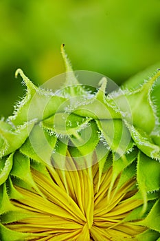Macro of tiny yellow petals forming inside green flower bud of sunflower opening
